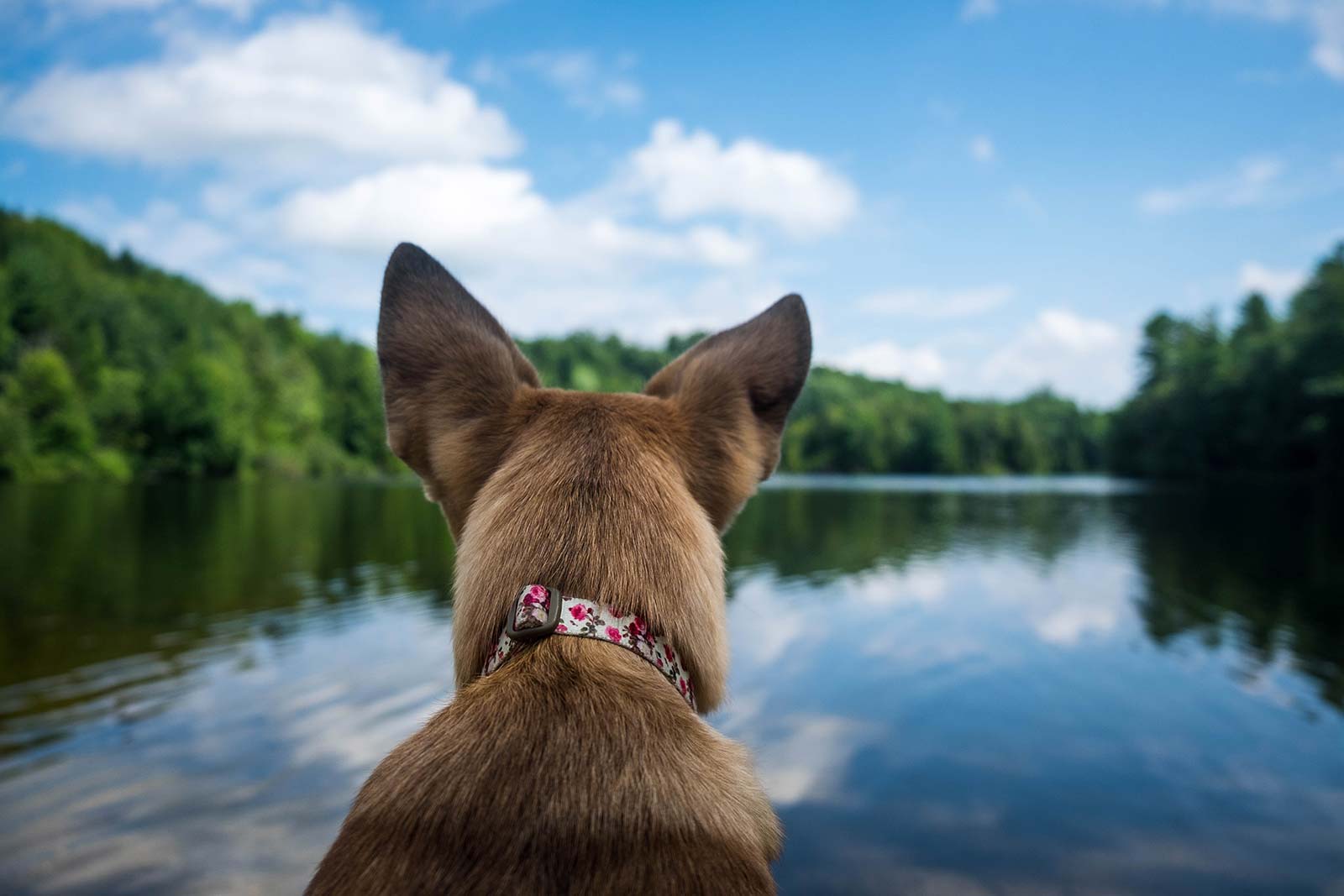 SUP-Vergnügen mit dem Hund